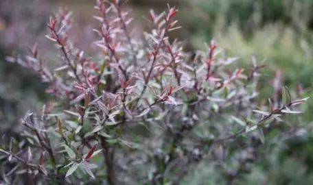 leptospermum-wiri-donna-1