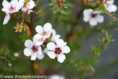 leptospermum-wiri-susan-1