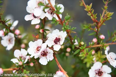 leptospermum-wiri-susan-2