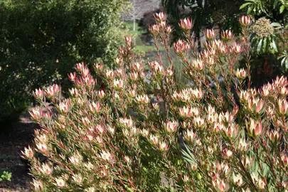 leucadendron-amy-