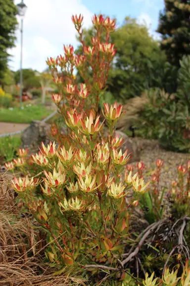 leucadendron-amy-1