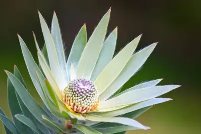 leucadendron-argenteum--1