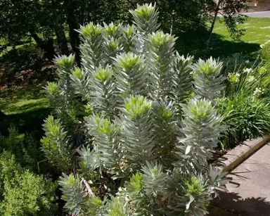 leucadendron-argenteum--2