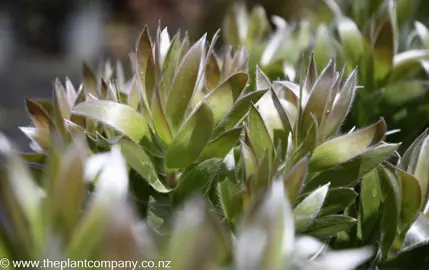 leucadendron-argenteum--3