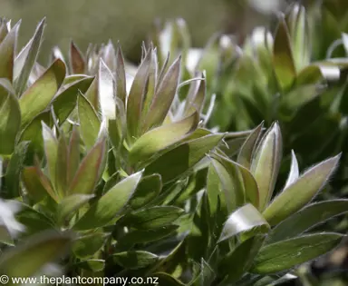 leucadendron-argenteum--4