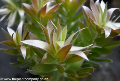 leucadendron-argenteum--6