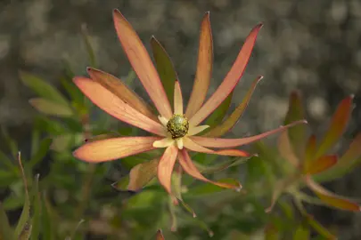 leucadendron-blush-of-dawn-