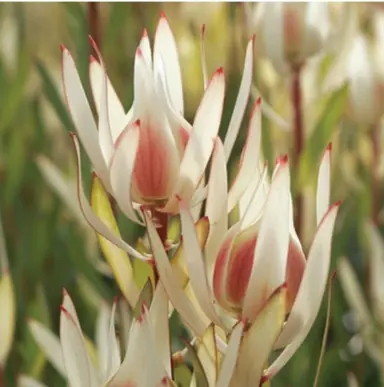 leucadendron-candy-delight-