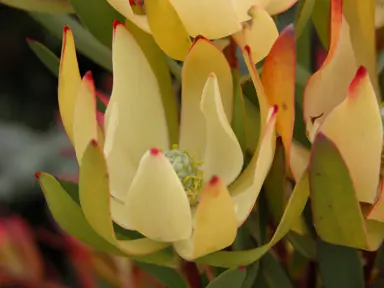 Leucadendron 'Clone 91' cream-coloured flowers.