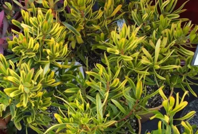 leucadendron-corringle-gold-