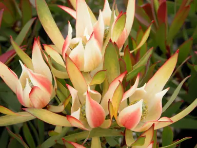 leucadendron-cream-delight-