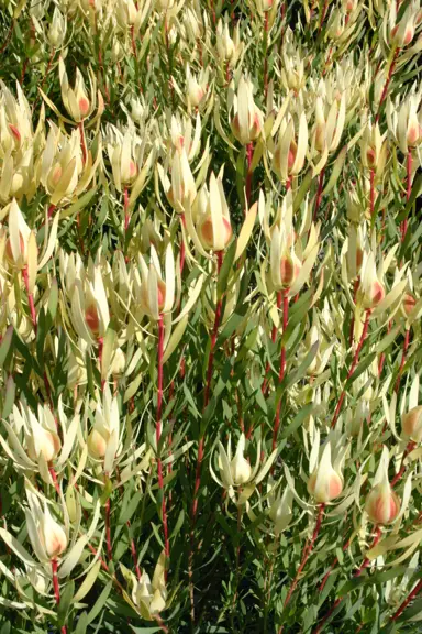 leucadendron-cream-delight-1