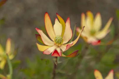 Leucadendron Fireglow yellow and red coloured flower.