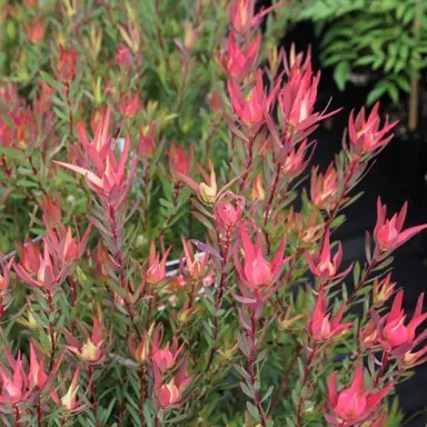 leucadendron-jack-harre-1