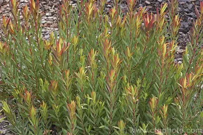 leucadendron-jack-harre-2