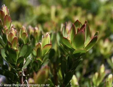 leucadendron-jenny-barker--1