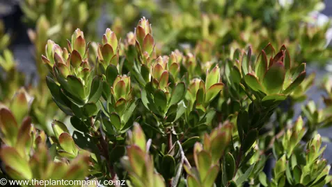 leucadendron-jenny-barker-