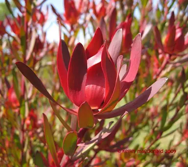 leucadendron-rising-sun-