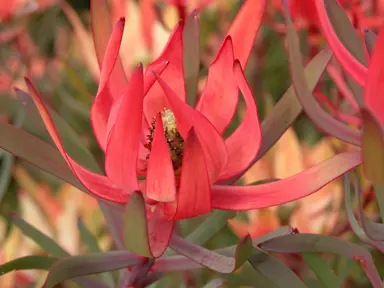 leucadendron-rising-sun-1