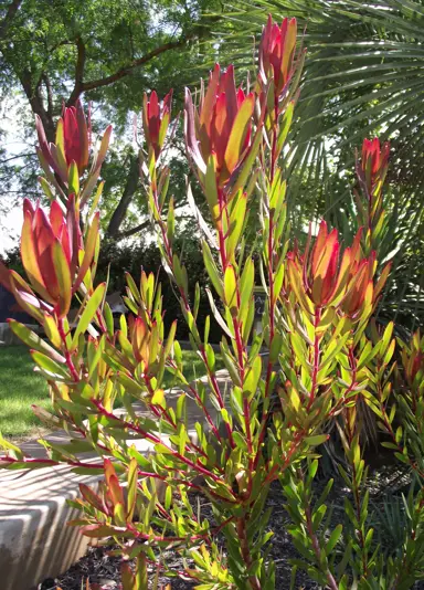 leucadendron-rising-sun-2