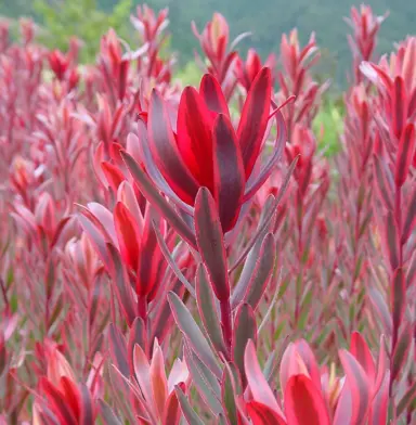 leucadendron-safari-sunshine-