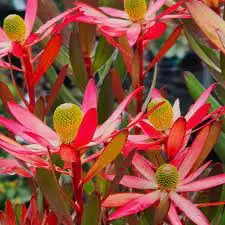 leucadendron-starburst-