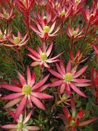 leucadendron-starburst-1