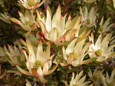 leucadendron-julie-1