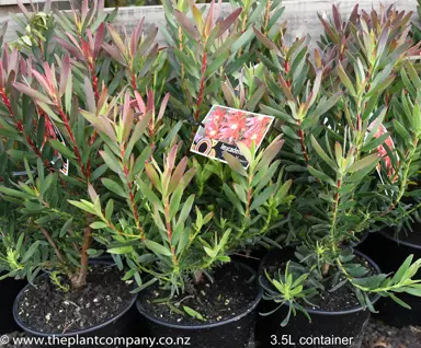 leucadendron-loving-memory-1