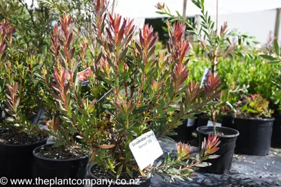 leucadendron-loving-memory-3