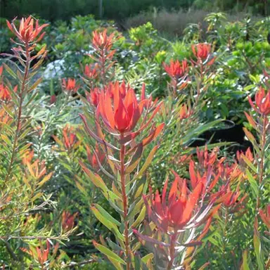 leucadendron-mrs-stanley-