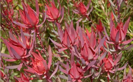 leucadendron-mrs-stanley-2