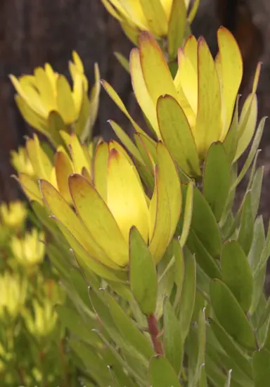 leucadendron-rewa-gold-