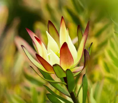 leucadendron-rewa-gold-1