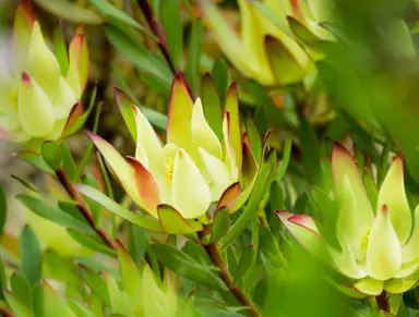 leucadendron-rewa-gold-2