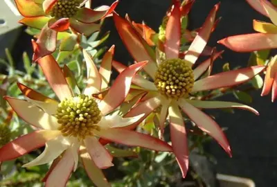 leucadendron-superstar-