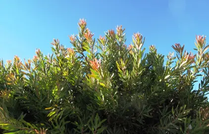 leucadendron-superstar-1