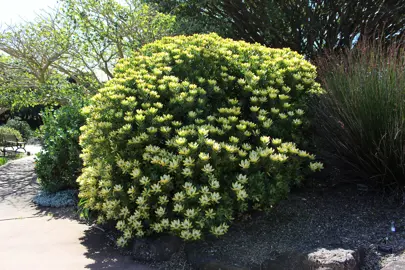 leucadendron-waterlily-1