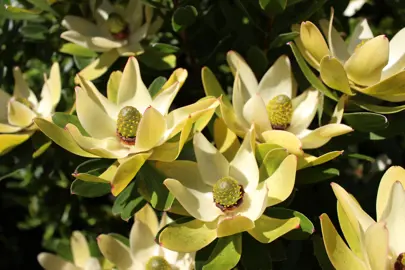 leucadendron-waterlily-2