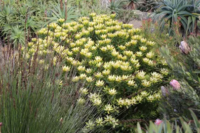 leucadendron-waterlily-3