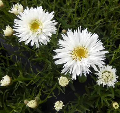 Leucanthemum 'Aglaia' white flowers.