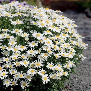 leucanthemum-angel--1