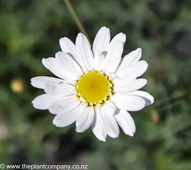 leucanthemum-angel-