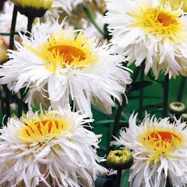 Leucanthemum 'Crazy Daisy' white flowers.