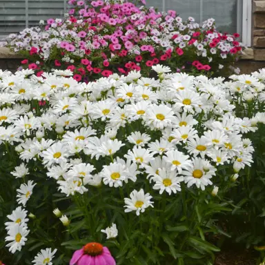 Leucanthemum 'Daisy May' plant with white flowers.