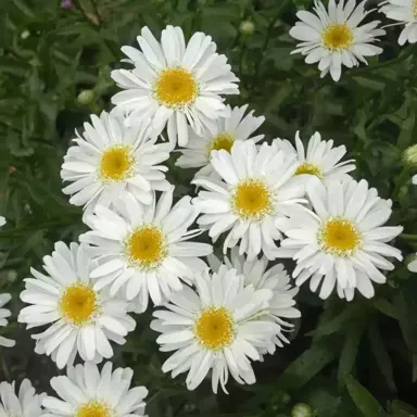 Leucanthemum 'Highland White Dream' plant with white flowers.