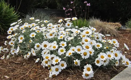 Leucanthemum hosmariense plant with white flowers and silver foliage.