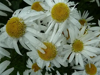 Leucanthemum Little Angel white flowers with a yellow centre.