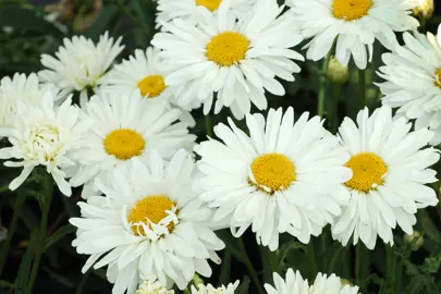 leucanthemum-paladin-