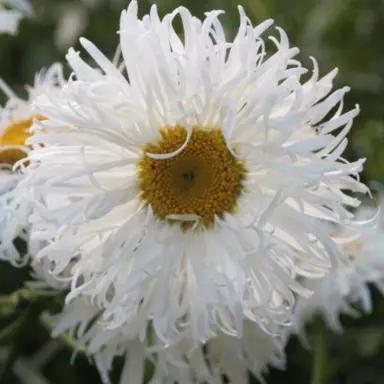 leucanthemum-shapcott-ruffles-